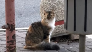 Illustration : "« Elle nous a choisis… », une chatte solitaire attire l’attention d’une femme sur une place animée et se fait une amie pour toujours (vidéo)"