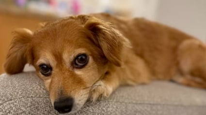 Illustration : Apr&egrave;s des adieux d&eacute;chirants &agrave; sa ma&icirc;tresse ador&eacute;e, une petite chienne de sauvetage retrouve go&ucirc;t &agrave; la vie aupr&egrave;s de sa fille (vid&eacute;o)