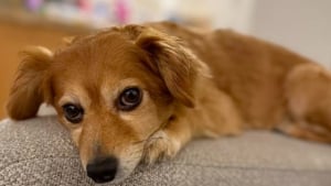 Illustration : Après des adieux déchirant à sa maîtresse adorée, une petite chienne de sauvetage retrouve goût à la vie auprès de sa fille (vidéo)