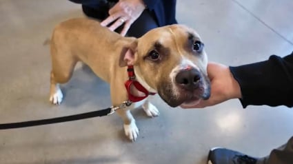 Illustration : Intrigu&eacute;s par 2 individus d&eacute;posant une cage sur le trottoir, ils d&eacute;couvrent une chienne frigorifi&eacute;e et terrifi&eacute;e devant un refuge