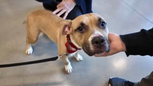 Illustration : Intrigu&eacute;s par 2 individus d&eacute;posant une cage sur le trottoir, ils d&eacute;couvrent une chienne frigorifi&eacute;e et terrifi&eacute;e devant un refuge