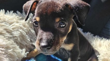 Illustration : Seul survivant de sa port&eacute;e, ce chiot trouv&eacute; dans un caniveau rempli d'eau esp&egrave;re rencontrer sa famille d'adoption pour la vie (vid&eacute;o)