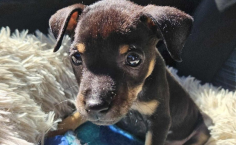 Seul survivant de sa portée, ce chiot trouvé dans un caniveau rempli d'eau espère rencontrer sa famille d'adoption pour la vie (vidéo)
