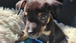 Illustration : Seul survivant de sa portée, ce chiot trouvé dans un caniveau rempli d'eau espère rencontrer sa famille d'adoption pour la vie (vidéo)