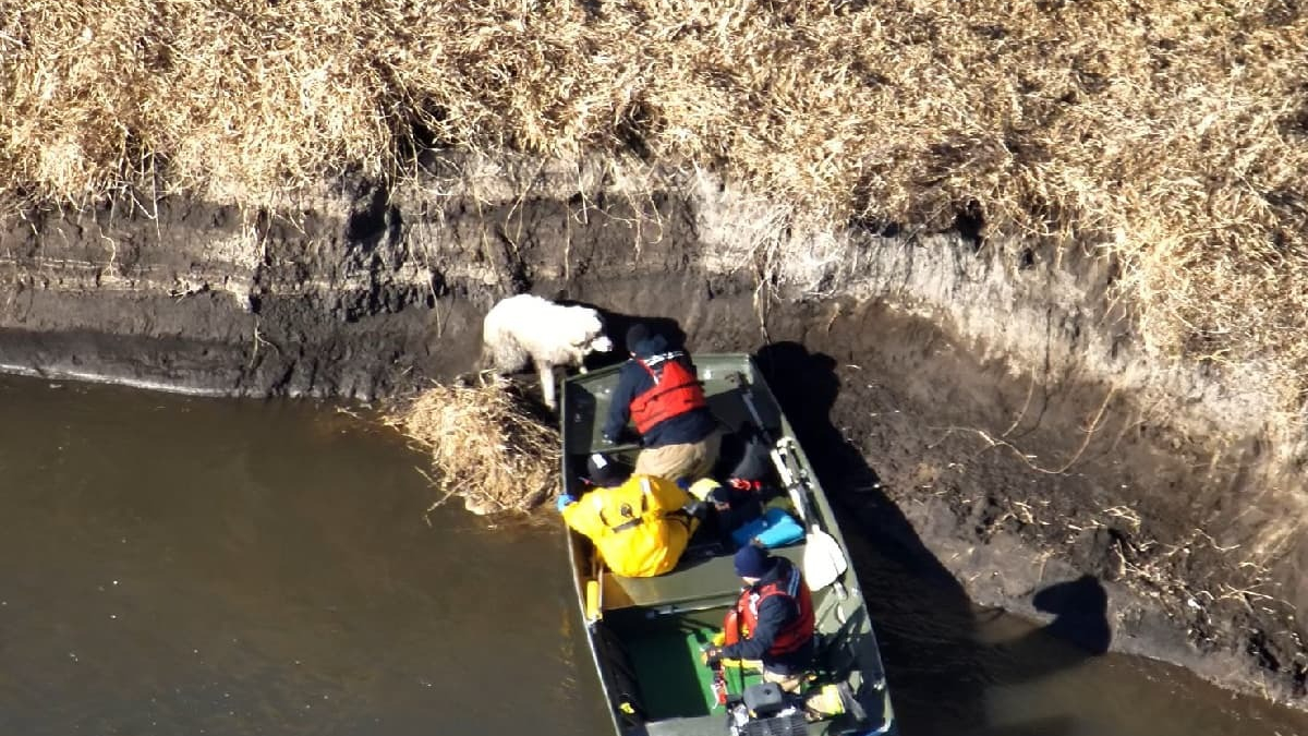 Illustration : "Piégé dans les eaux boueuses d'une rivière, ce Patou s'apprête à prendre un nouveau départ auprès de l'un de ses sauveurs"