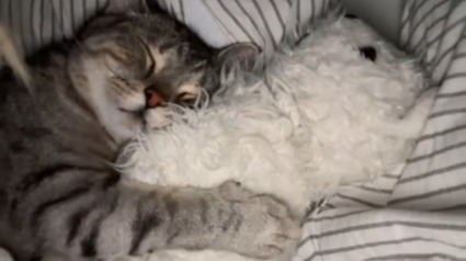 Illustration : En ouvrant les yeux au petit matin, elle comprend soudain qu&rsquo;une douce pr&eacute;sence f&eacute;line a veill&eacute; sur son sommeil (vid&eacute;o)