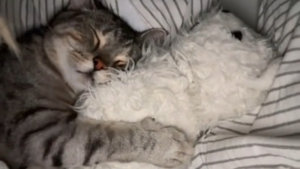Illustration : En ouvrant les yeux au petit matin, elle comprend soudain qu’une douce présence féline a veillé sur son sommeil (vidéo)