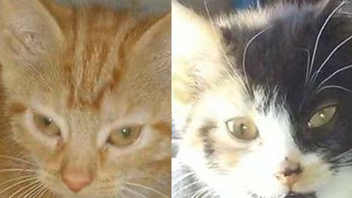 Illustration : "Adoptées ensemble 9 ans plus tôt, ces 2 chattes inséparables ont perdu l'appétit après leur abandon et espèrent une nouvelle famille"