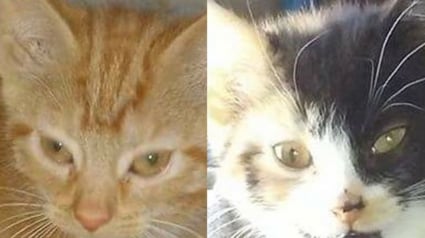 Illustration : Adopt&eacute;es ensemble 9 ans plus t&ocirc;t, ces 2 chattes ins&eacute;parables ont perdu l'app&eacute;tit apr&egrave;s leur abandon et esp&egrave;rent une nouvelle famille