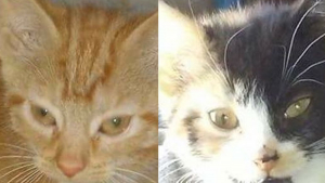 Illustration : Adoptées ensemble 9 ans plus tôt, ces 2 chattes inséparables ont perdu l'appétit après leur abandon et espèrent une nouvelle famille