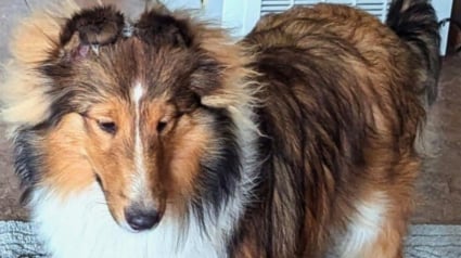 Illustration : &laquo; Pi&eacute;g&eacute;e par sa propre laisse &raquo;, une chienne disparue depuis 4 jours attendait les secours bloqu&eacute;e contre un arbre