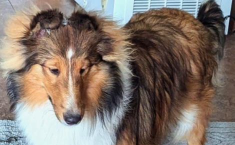 « Piégée par sa propre laisse », une chienne disparue depuis 4 jours attendait les secours bloquée contre un arbre