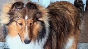 Illustration : "« Piégée par sa propre laisse », une chienne disparue depuis 4 jours attendait les secours bloquée contre un arbre"