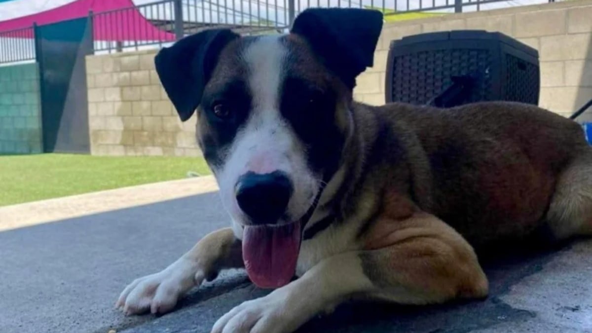 Illustration : "La panique de ce chien pensant subir un nouvel abandon se transforme en bonheur en réalisant qu'il commence une nouvelle vie"