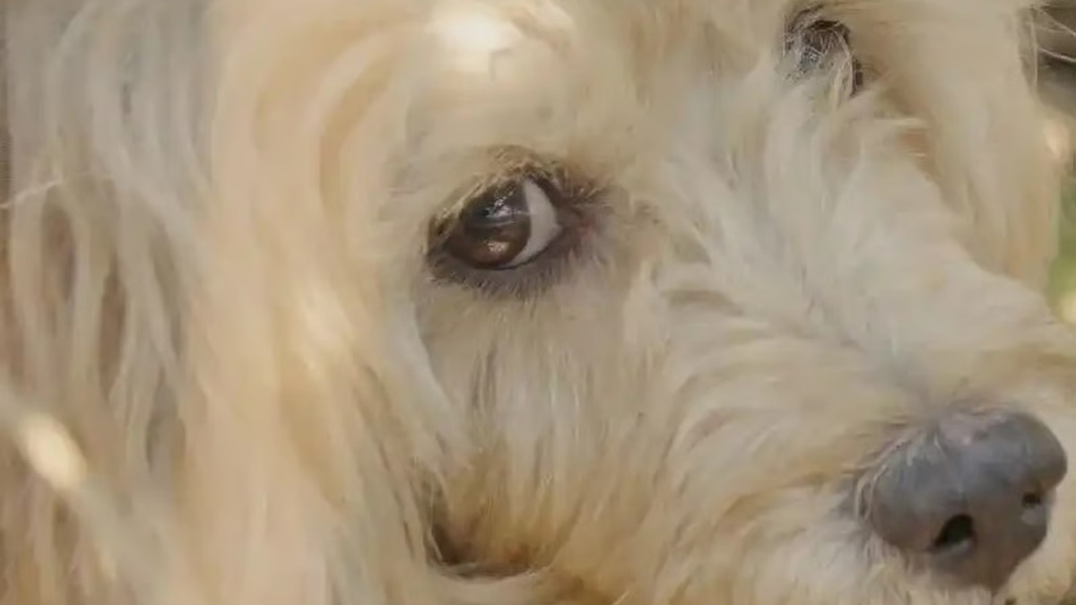 Illustration : "Retrouvé attristé dans un buisson, ce chien fidèle avait attendu son maître décédé pendant des semaines"