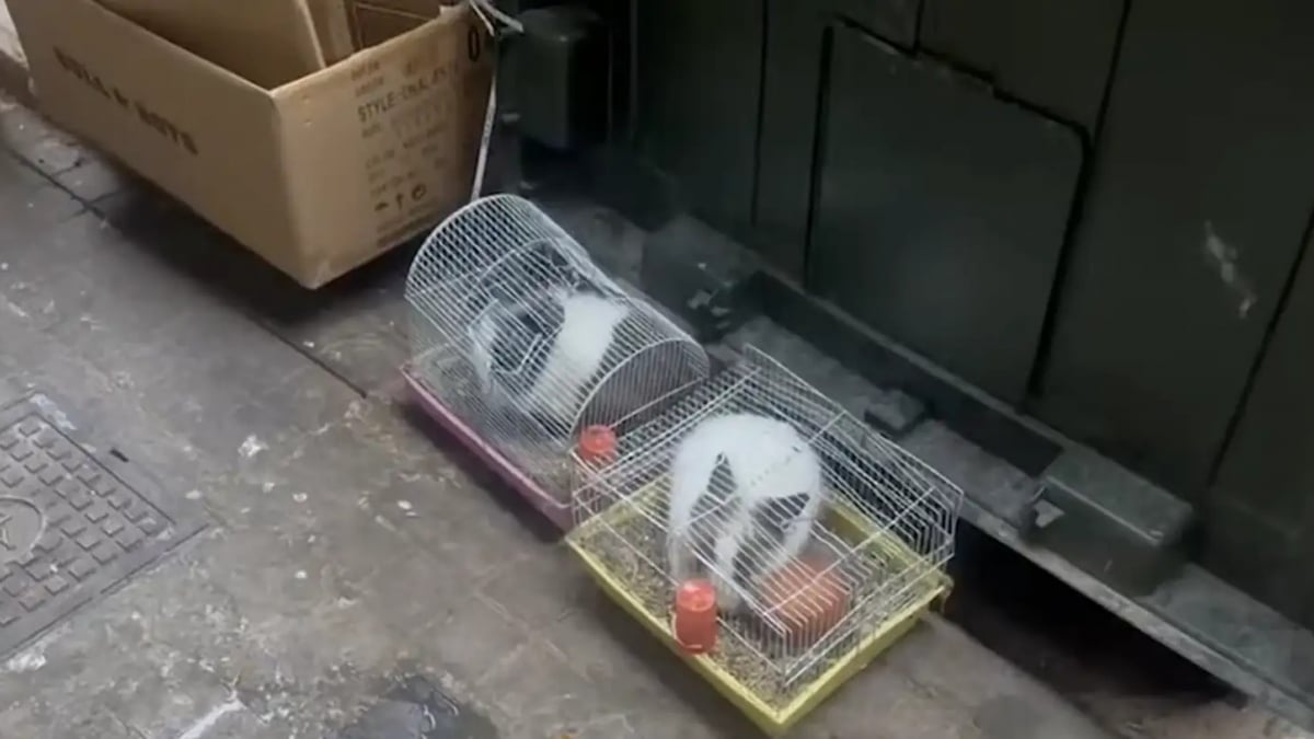 Illustration : "« Ils étaient en très mauvais état… », 2 lapins en souffrance sont abandonnés près d’une poubelle avant de rencontrer une héroïne du quotidien (vidéo)"