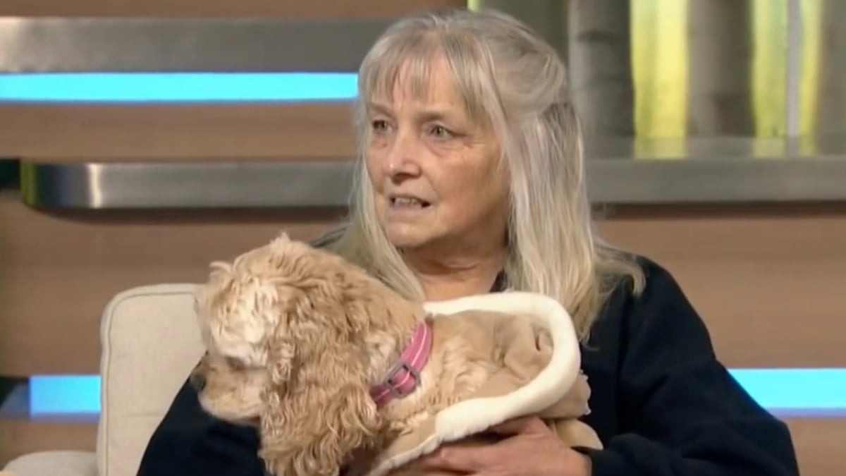 Illustration : "Après des années de combat contre le cancer, une femme décide de consacrer sa vie aux chiens malades et abandonnés (vidéo)"