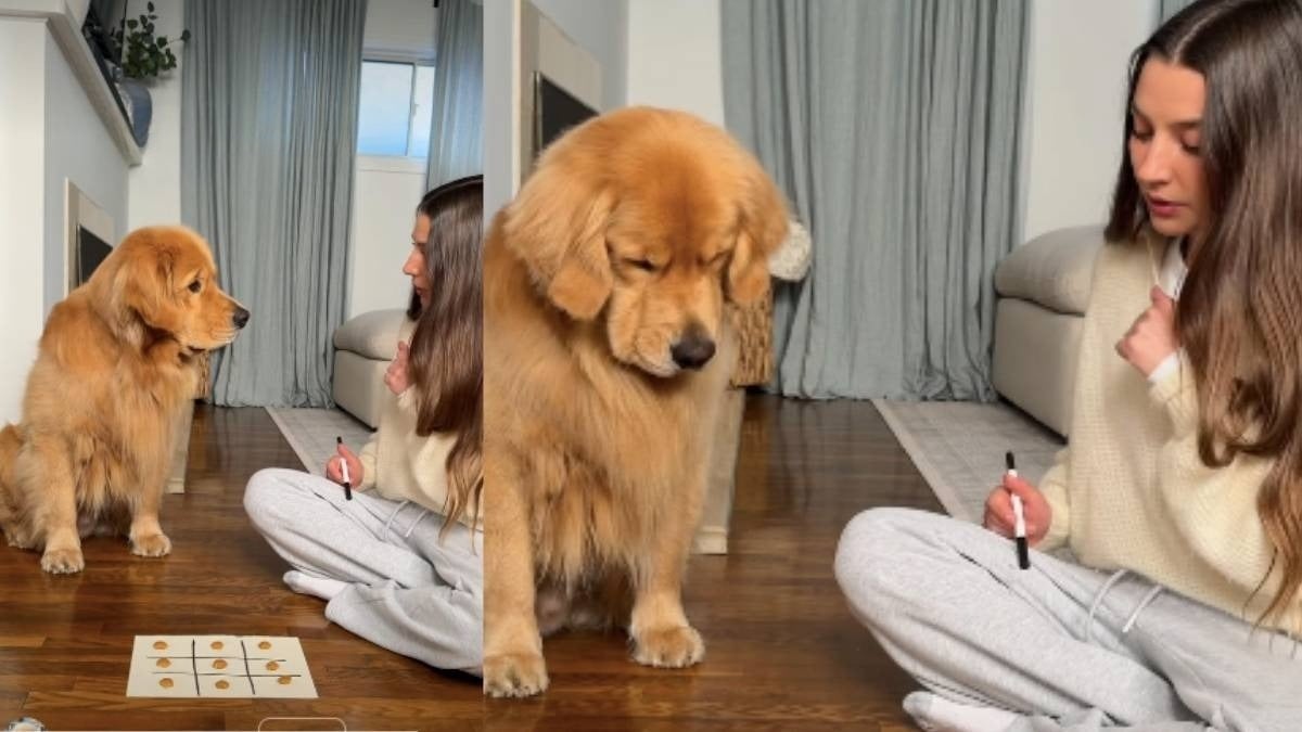 Illustration : "« Pensez-vous qu'il ait compris ? », un toutou malin apprend à jouer au morpion et sait surtout comment gagner toutes les friandises ! (vidéo)"