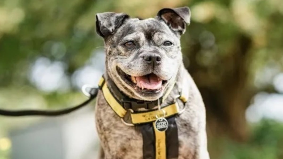 Illustration : "Découverte seule par un agent immobilier dans un appartement, cette chienne souffrant d'anxiété de séparation retrouve l'espoir après 500 jours d'attente"