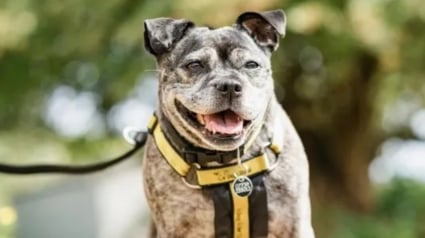 Illustration : D&eacute;couverte seule par un agent immobilier dans un appartement, cette chienne souffrant d'anxi&eacute;t&eacute; de s&eacute;paration retrouve l'espoir apr&egrave;s 500 jours d'attente