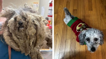 Illustration : &laquo; C'est notre autre chien qui nous l'a envoy&eacute;e &raquo;, apr&egrave;s la disparition de son Schnauzer, un couple offre la meilleure vie &agrave; une chienne sauv&eacute;e de maltraitance