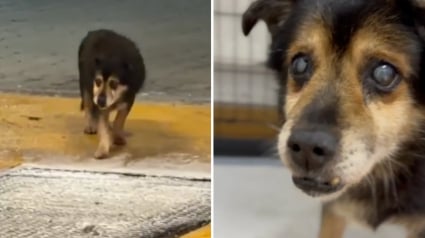 Illustration : Des adolescents sensibles &agrave; la d&eacute;tresse d&rsquo;un vieux chien sourd, aveugle et abandonn&eacute; dans une station de lavage l'aident &agrave; trouver un endroit s&ucirc;r (vid&eacute;o)