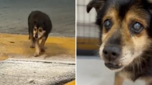 Illustration : Des adolescents sensibles &agrave; la d&eacute;tresse d&rsquo;un vieux chien sourd, aveugle et abandonn&eacute; dans une station de lavage l'aident &agrave; trouver un endroit s&ucirc;r (vid&eacute;o)