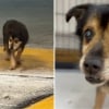 Illustration : Des adolescents sensibles &agrave; la d&eacute;tresse d&rsquo;un vieux chien sourd, aveugle et abandonn&eacute; dans une station de lavage l'aident &agrave; trouver un endroit s&ucirc;r (vid&eacute;o)