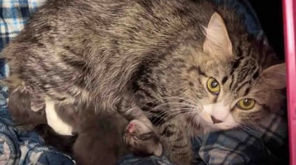 Illustration : Une famille voit une chatte errante sur le point de mettre bas, et prend une d&eacute;cision honorable qui change sa vie