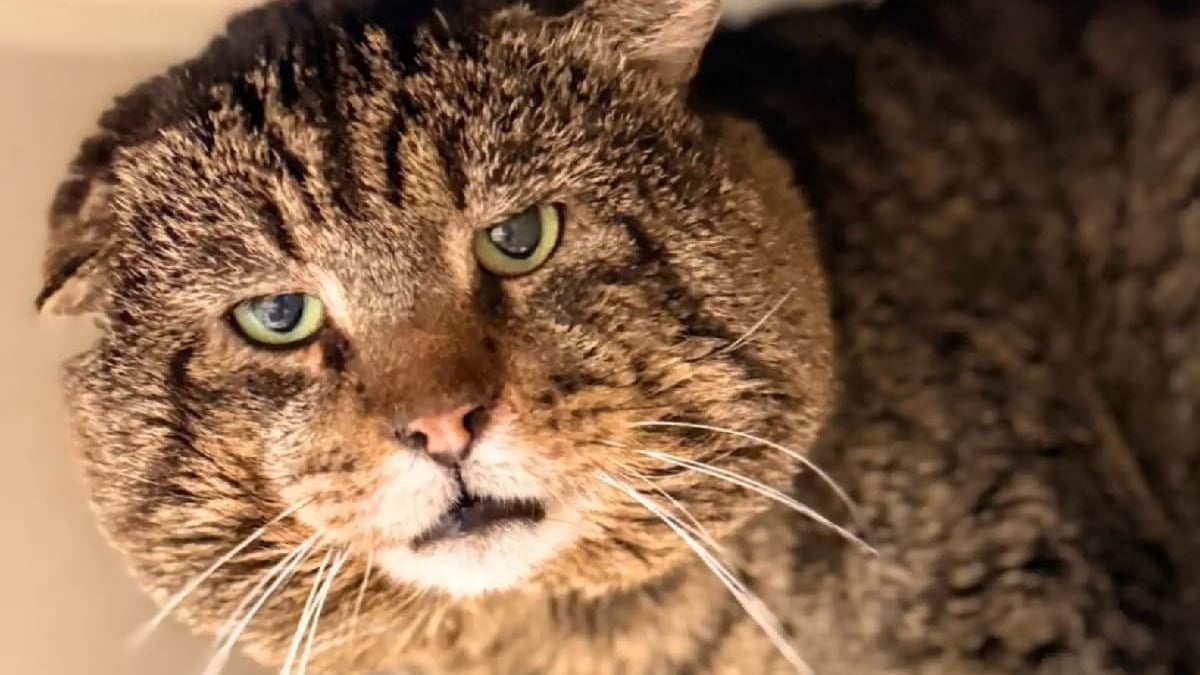 Illustration : "Comparé au mafieux Al Capone pour son air de dur à cuire, ce matou au cœur tendre est enfin prêt à être adopté"