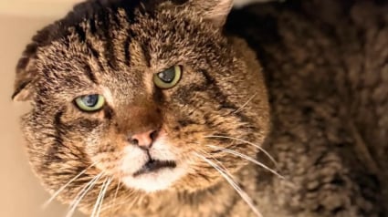 Illustration : Compar&eacute; au mafieux Al Capone pour son air de dur &agrave; cuire, ce matou au c&oelig;ur tendre est enfin pr&ecirc;t &agrave; &ecirc;tre adopt&eacute;