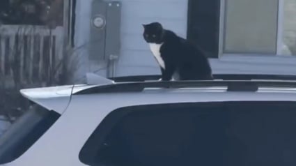 Illustration : Un chat fac&eacute;tieux d&eacute;cide de surprendre l'amie de ses humains et s'offre un tour du quartier sur le toit de sa voiture (vid&eacute;o)