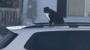 Illustration : Un chat facétieux décide de surprendre l'amie de ses humains et s'offre un tour du quartier sur le toit de sa voiture (vidéo)