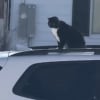 Illustration : Un chat fac&eacute;tieux d&eacute;cide de surprendre l'amie de ses humains et s'offre un tour du quartier sur le toit de sa voiture (vid&eacute;o)