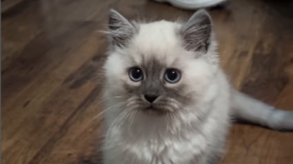 Illustration : En adoptant un minuscule chaton, elle ne s&rsquo;attendait pas &agrave; ce qu'il prenne une telle envergure en l'espace de quelques mois (vid&eacute;o)