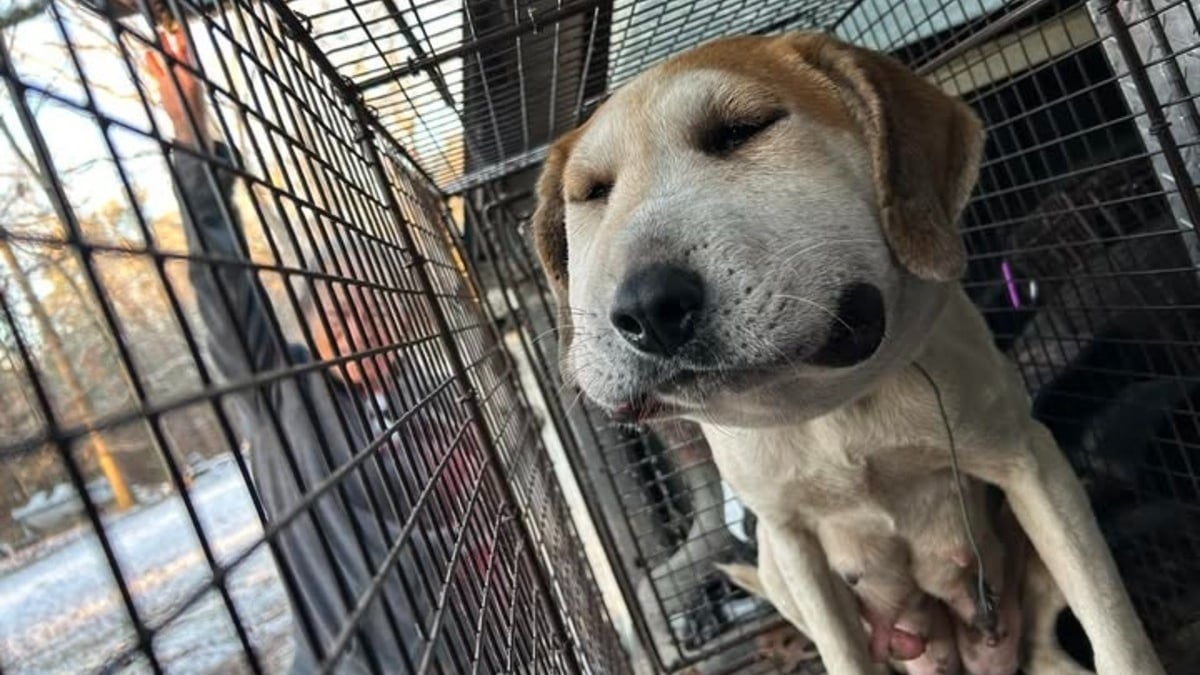 Illustration : "La tête enflée car comprimée par un câble métallique, une chienne enceinte se bat pour sa survie et celle de son chiot"