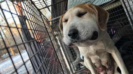 Illustration : La t&ecirc;te enfl&eacute;e car comprim&eacute;e par un c&acirc;ble m&eacute;tallique, une chienne enceinte se bat pour sa survie et celle de son chiot