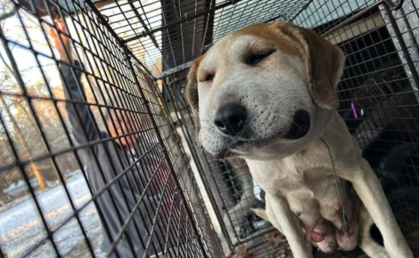 La tête enflée car comprimée par un câble métallique, une chienne enceinte se bat pour sa survie et celle de son chiot