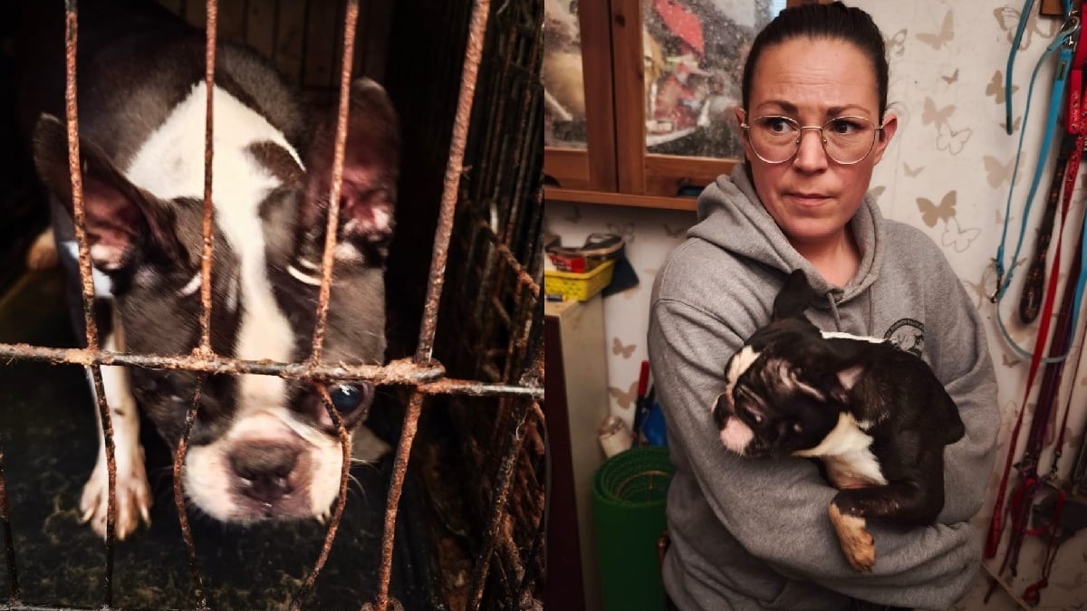 Illustration : "Les chiens de cet élevage insalubre rongeaient les barreaux rouillés de leurs cages, ils voient la lumière du soleil pour la première fois"