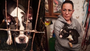 Illustration : Les chiens de cet &eacute;levage insalubre rongeaient les barreaux rouill&eacute;s de leurs cages, ils voient la lumi&egrave;re du soleil pour la premi&egrave;re fois