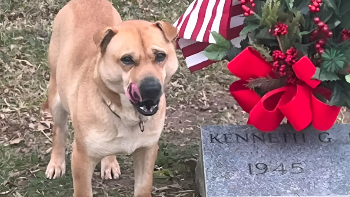 Illustration : "Les visiteurs d’un cimetière sont intrigués et attendris par ce chien qui s’assied chaque jour devant une tombe, comme s’il attendait quelqu’un"