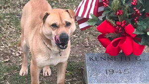 Illustration : Les visiteurs d’un cimetière sont intrigués et attendris par ce chien qui s’assied chaque jour devant une tombe, comme s’il attendait quelqu’un