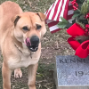 Illustration : Les visiteurs d&rsquo;un cimeti&egrave;re sont intrigu&eacute;s et attendris par ce chien qui s&rsquo;assied chaque jour devant une tombe, comme s&rsquo;il attendait quelqu&rsquo;un