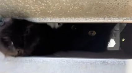 Illustration : Un facteur essaie de livrer le courrier, mais un chat noir espi&egrave;gle s&rsquo;amuse &agrave; compliquer sa t&acirc;che (vid&eacute;o)