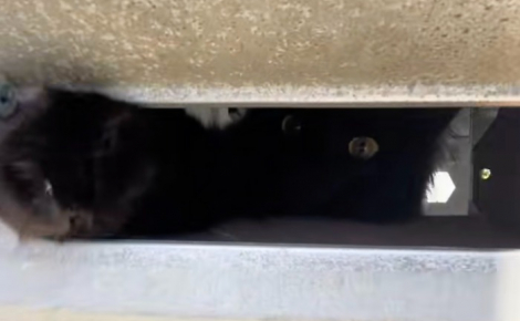Un facteur essaie de livrer le courrier, mais un chat noir espiègle s’amuse à compliquer sa tâche (vidéo)