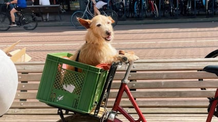 Illustration : Il a suffi d'une promenade avec une vacanci&egrave;re pour changer le destin d'un vieux chien, qui attendait depuis 2 ans au refuge (vid&eacute;o)