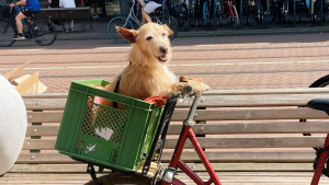 Illustration : Il a suffi d'une promenade avec une vacancière pour changer le destin d'un vieux chien, qui attendait depuis 2 ans au refuge (vidéo)