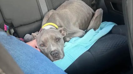 Illustration : Encha&icirc;n&eacute;e seule &agrave; un arbre sans eau ni nourriture, cette chienne remue la queue &agrave; l&rsquo;approche de randonneurs d&eacute;cid&eacute;s &agrave; la sauver