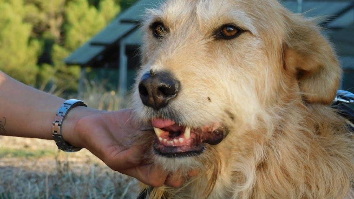 Illustration : "9 chiens et chats qui cherchent une nouvelle famille pour la vie"