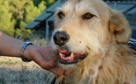 9 chiens et chats qui cherchent une nouvelle famille pour la vie
